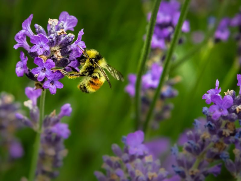 macro shot photography of bee